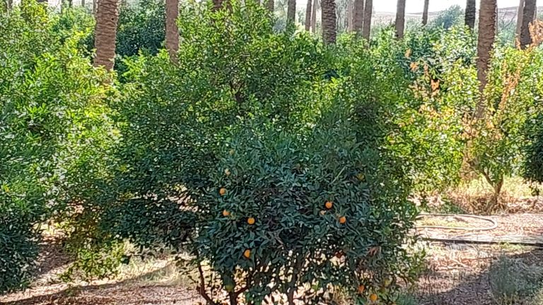 نخستین جشنواره لیمو در قصرشیرین برگزار میشود