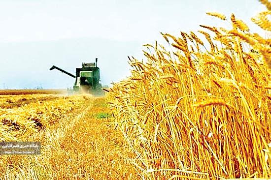 برداشت گندم امروز رسما درقصرشیرین آغاز شد