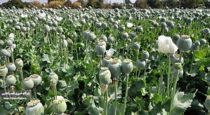 برخورد جدی با کشت خشخاش در کرمانشاه
