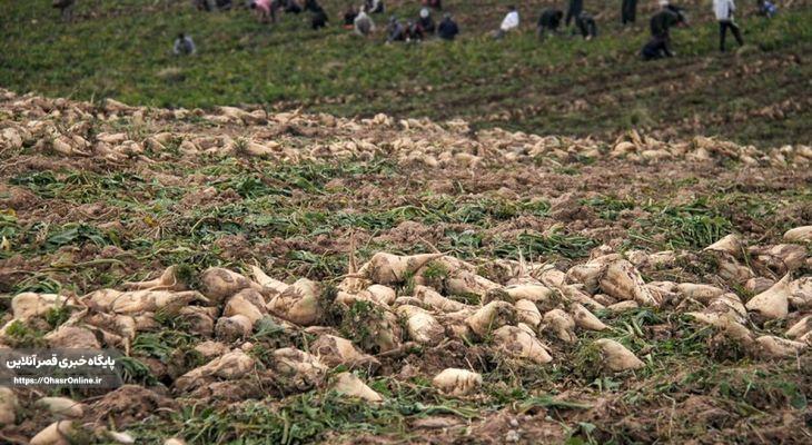 کرمانشاه سومین استان تولیدکننده چغندر قند
