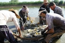قطب تولید ماهیان گرمابی ایران با پتانسیلهای عظیم صادراتی