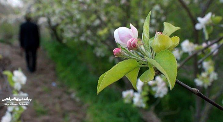 افسانه کور سەیا و آغاز بهار کُردی