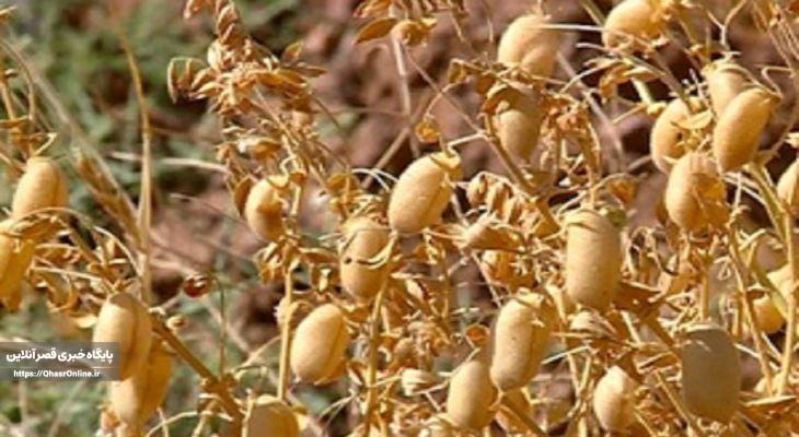 کل بذر نخود کشور در کرمانشاه تولید میشود
